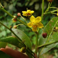 Campylospermum serratum (Gaertn.) Bittrich & M.C.E.Amaral